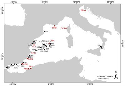 Recruitment Disruption and the Role of Unaffected Populations for Potential Recovery After the Pinna nobilis Mass Mortality Event